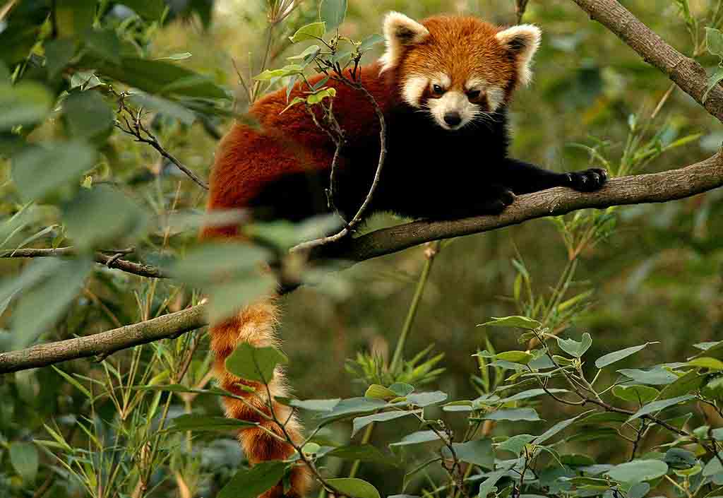 Crvena panda (Ailurus fulgens)